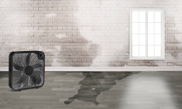 Best Mold removal after water damage  in Ashdown, AR